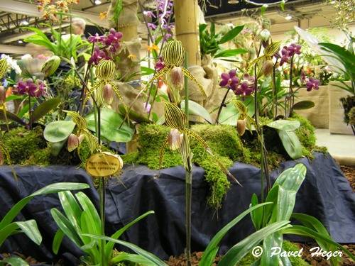 Paphiopedilum rothschildianum x praestans